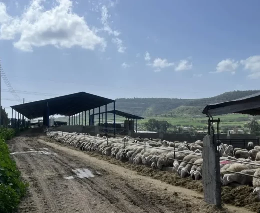 Αφθώδης πυρετός: Αυξάνονται οι μολυσμένες μονάδες - Έφτασαν τις 75